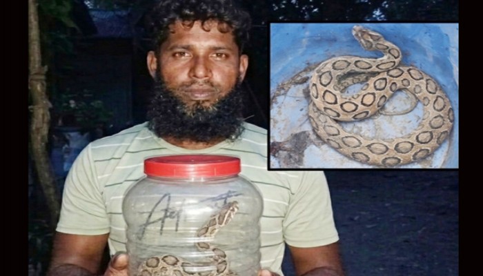 রাসেল ভাইপারের কামড় খেয়ে সাপ নিয়ে বাড়িতে যুবক