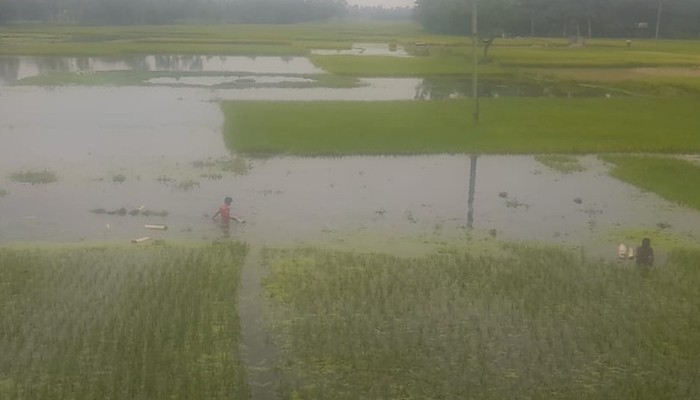 সুন্দরগঞ্জে সম্ভাবনাময়ী ফলন হলেও বোরোধান কাটা-মাড়াইয়ে লোকসানে কৃষকরা