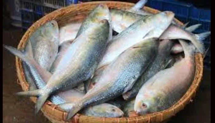 ২২ দিন ইলিশ ধরা মানা, কেনাবেচাতেও নিষেধাজ্ঞা